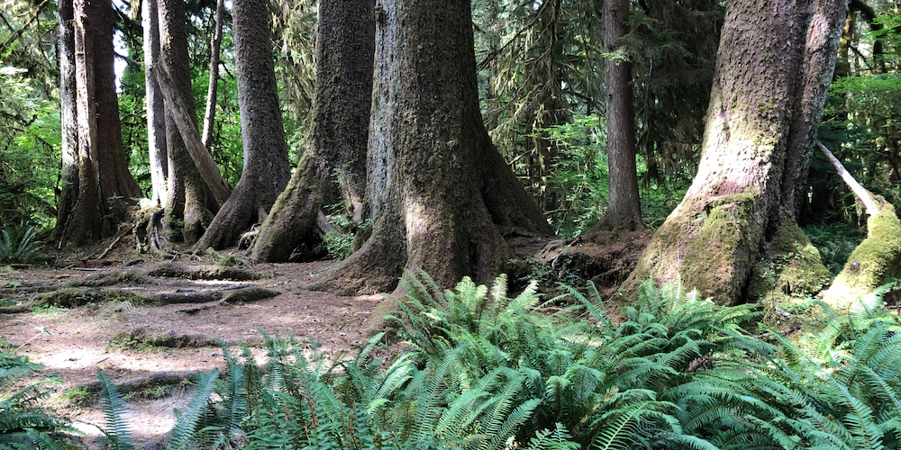 A colonade: a line of trees starting life on a fallen tree trunk, known as a nurse log